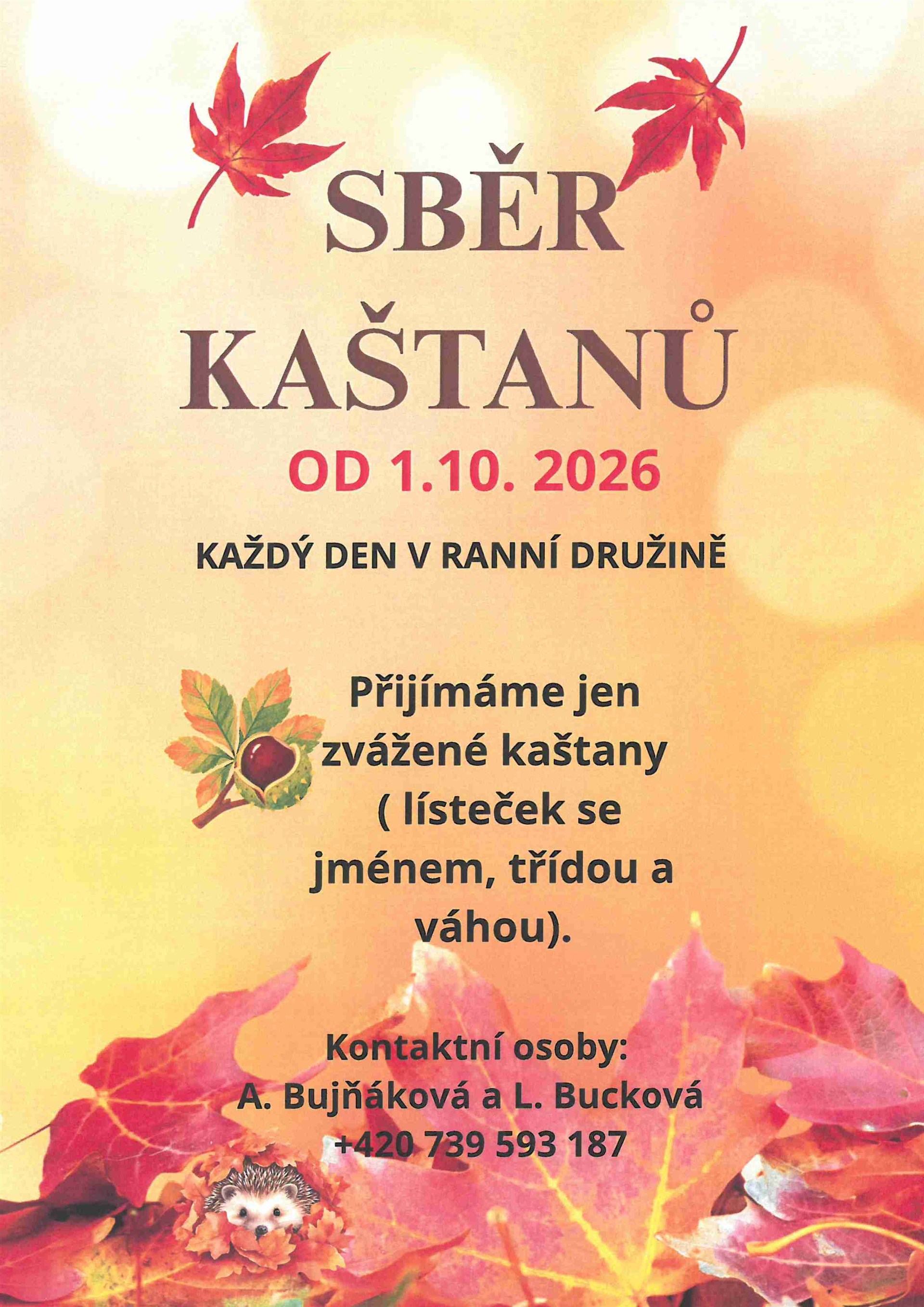 Sběr kaštanů